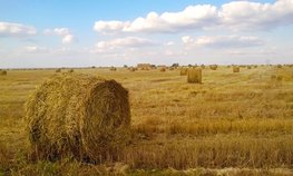 Красноярские аграрии получили около 4 млрд рублей господдержки