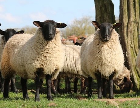 Более 9 млн рублей выделят на поддержку племенного овцеводства в Ярославской области
