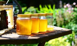 В Правительстве РФ одобрена инициатива Минсельхоза по поддержке пчеловодства