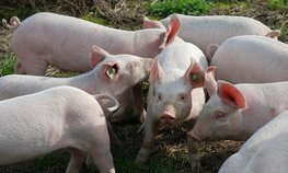 Фермеры Ленобласти могут получить субсидии за отказ от свиноводства