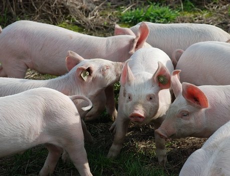 Фермеры Ленобласти могут получить субсидии за отказ от свиноводства