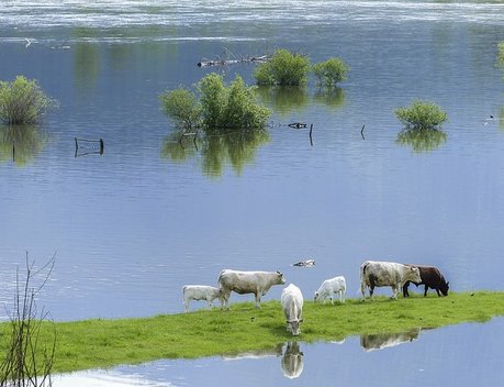Иркутской области направлены федеральные средства на компенсации пострадавшим от наводнения аграриям