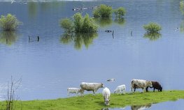 Иркутской области направлены федеральные средства на компенсации пострадавшим от наводнения аграриям
