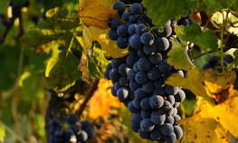 Виноградари Крыма за пять лет получили 1,2 млрд рублей субсидий