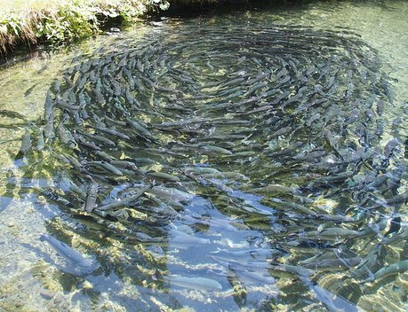Ставрополье наращивает производство рыбы благодаря господдержке