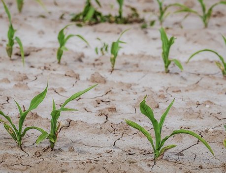 Свыше 340 млн рублей составил ущерб аграриев Пензенской области от засухи
