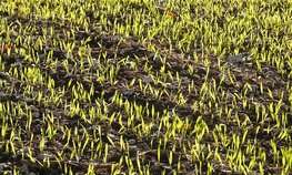НСА: Тамбовская область увеличила охват посевов страхованием в 10 раз