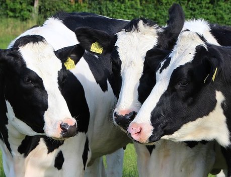 Сельхозпроизводители Ставрополья увеличивают поголовье молочного скота благодаря господдержке