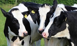 Сельхозпроизводители Ставрополья увеличивают поголовье молочного скота благодаря господдержке