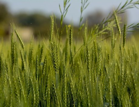 Возмещение «Согласия» за недобор урожая в Ставропольском крае станет одной из самых крупных выплат компании по агрострахованию