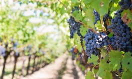 Минсельхоз планирует заложить 6,7 тысячи га виноградников в 2019 году