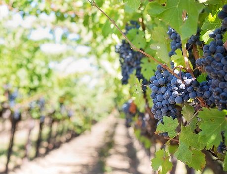 Минсельхоз планирует заложить 6,7 тысячи га виноградников в 2019 году