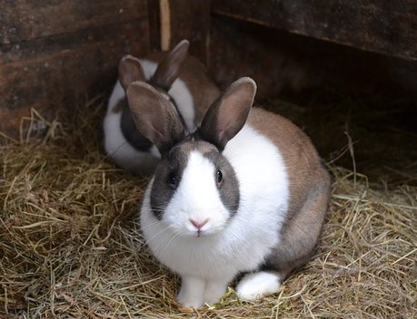 Тверским кролиководческим предприятиям упростили получение господдержки