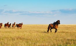 Минсельхоз Казахстана в корне изменил систему страхования для аграриев