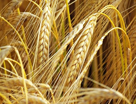 «Росгосстрах» выплатил ставропольскому сельхозпредприятию 25,8 млн рублей за недобор урожая озимой пшеницы