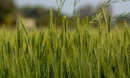 АО СК «РСХБ-Страхование» выплатило 73,8 млн рублей ГК «Талина» в связи с гибелью озимой пшеницы