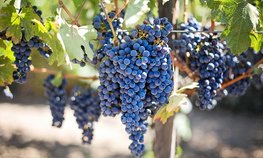Почти 2 тыс. га молодых виноградников заложат на Кубани