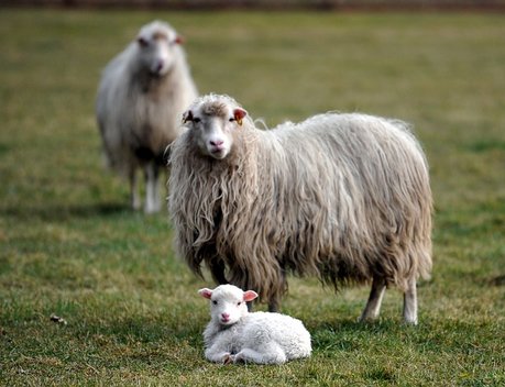 В Минсельхозе обсудили развитие подотрасли овцеводства и козоводства