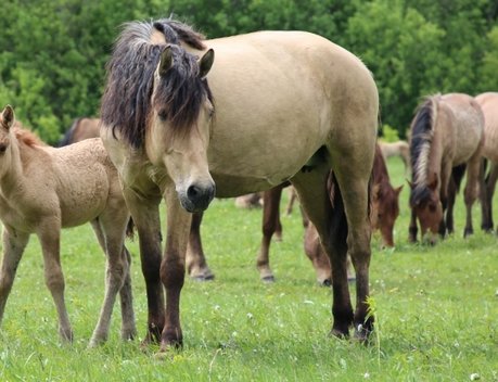 В Республике Татарстан на разведение лошадей татарской породы выделят 5 миллионов рублей