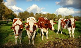 Россельхозбанк предоставит кредиты членам СПоК на оздоровление поголовья молочного скота, больного лейкозом