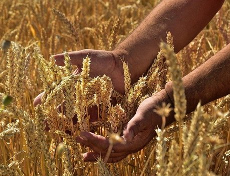 Ставропольским аграриям одобрены льготные кредиты на 4,5 млрд рублей
