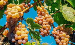 В Крыму распределили первые в этом году субсидии на развитие виноградарства