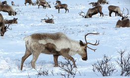 Почти 200 млн рублей на племенную работу и развитие северного оленеводства получили предприятия Ямала