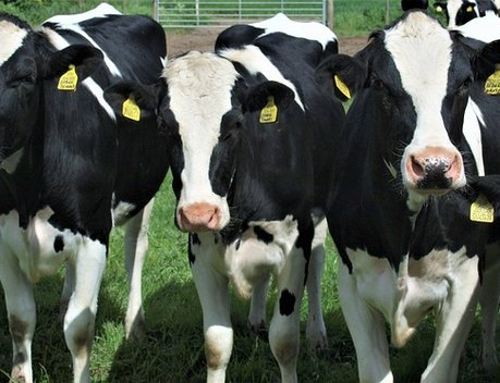 В Грузии запустили программу поддержки производителей молока