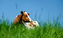 Нижегородские аграрии получили 440 млн рублей на поддержку молочного животноводства
