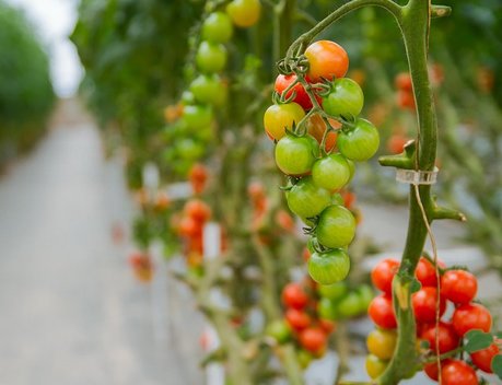 Почти 32 млн рублей получат начинающие фермеры Белгородской области по программе «Агростартап»