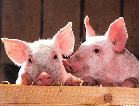 АО СК «РСХБ-Страхование» застраховало поголовье свиней ГК «Адепт» более чем на 400 млн рублей