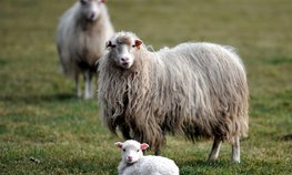 Овцеводам Забайкалья увеличат господдержку на реализованную шерсть