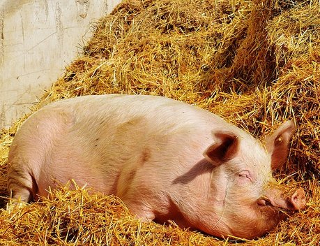 АО СК «РСХБ-Страхование» застраховало крупнейшего в России производителя свинины