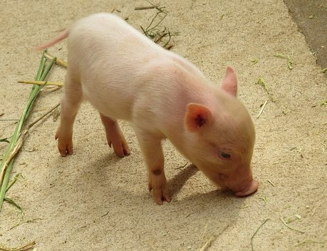 АО СК «РСХБ-Страхование» застраховало поголовье свиней ООО «Черкизово-Свиноводство» более чем на 930 млн рублей