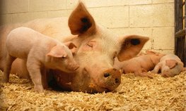 АО СК «РСХБ-Страхование» застраховало свиней АО «Рязанский свинокомплекс» на 445 млн рублей