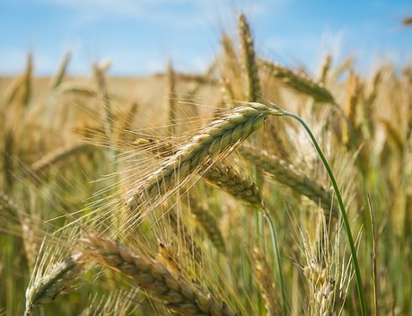 НСА: под урожай 2020 года охват сельхозкультур страхованием увеличился на 2 млн га, прирост составил 59 %