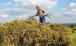 В Удмуртии усилена поддержка элитного семеноводства, фермерства и обновления парка сельхозтехники