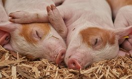 АО СК «РСХБ-Страхование» застраховало поголовье свиней ГК «Талина» на 2,3 млрд рублей