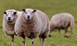 Более 127 млн рублей выделено на поддержку производителей овечьей шерсти на Ставрополье
