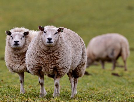 Более 127 млн рублей выделено на поддержку производителей овечьей шерсти на Ставрополье