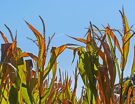 «Росгосстрах» выплатил кубанскому агрохолдингу 173 млн рублей за гибель урожая