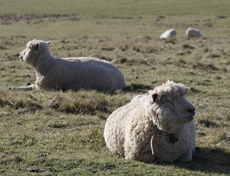 Овцеводческим хозяйствам Забайкалья выплатят 10 млн рублей за реализованную шерсть