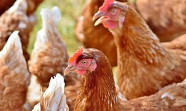 АО СК «РСХБ-Страхование» застраховало сельскохозяйственных животных АО «Куриное царство» на 408 млн рублей