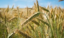 Аграрии Ставрополья получили почти 100 млн рублей на приобретение элитных семян