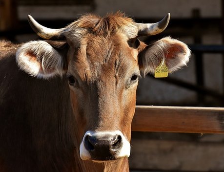 Сельхозпредприятия Башкортостана получили 290 млн рублей субсидий на приобретение племенного скота