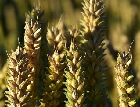 Правительство уточнило размер вывозных пошлин на пшеницу, ячмень и кукурузу