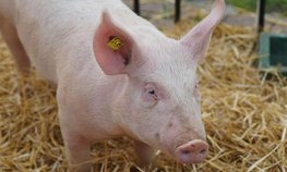 Личные подсобные хозяйства Воронежской области получат 15 млн рублей за отказ от свиноводства