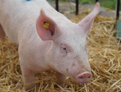 Личные подсобные хозяйства Воронежской области получат 15 млн рублей за отказ от свиноводства