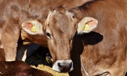 Пензенские аграрии получат почти 456 млн рублей федеральных субсидий на поддержку растениеводства и животноводства