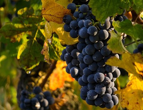 В Чеченской Республике заложили 801 га новых виноградников в 2020 году
